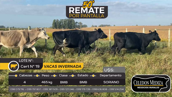 Lote 4 Vacas de Invernada en Otra Localidad, Soriano
