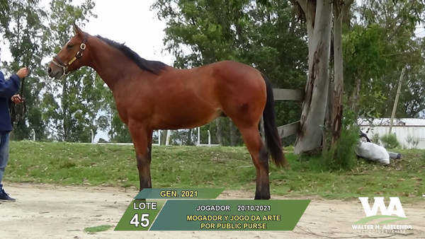 Lote JOGADOR