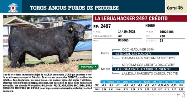 Lote TOROS ANGUS PP