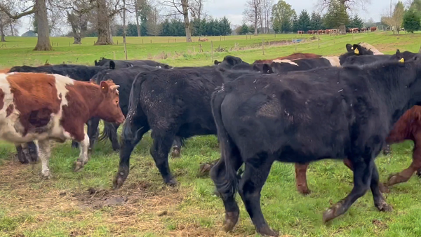 Lote 37 Novillo Engorda en Purranque, X Región Los Lagos