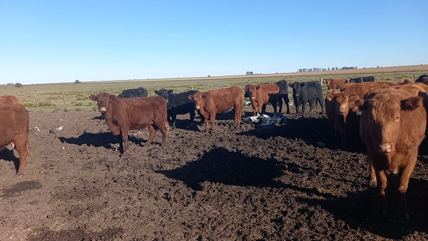 Lote 75 Vaquillonas C/ cria en Entre Ríos, Basavilbaso