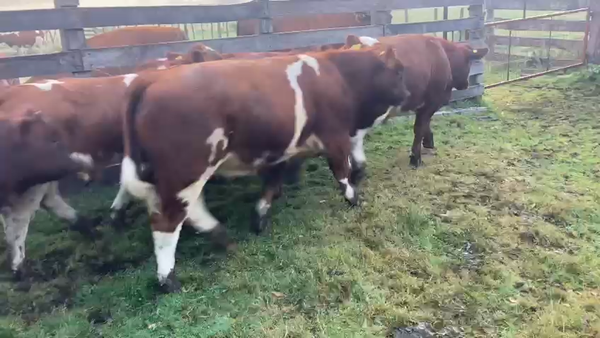 Lote 18 Ternero en Cisnes, XI Región Aysén