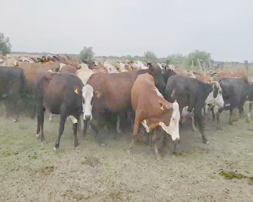 Lote 50 Vacas usadas preñadas en Empedrado, Corrientes