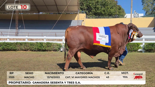 Lote LOTE 10