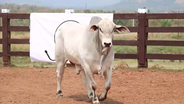 Lote LOTE 27