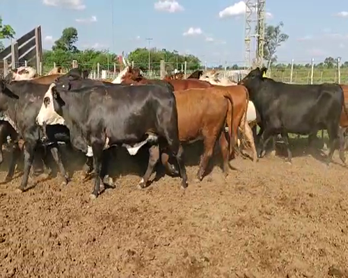 Lote 32 Vacas de invernar en Tintina, Santiago del Estero