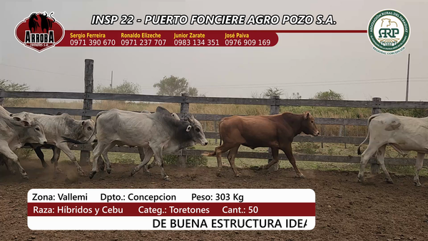 Lote Insp 22