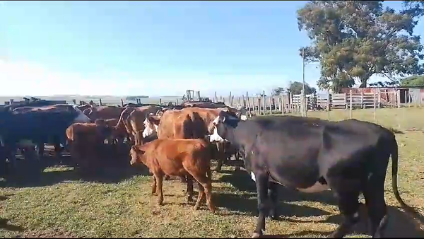 Lote p/c 44
