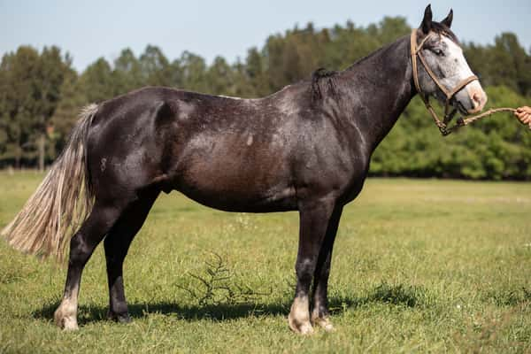 Lote Timote Pelota