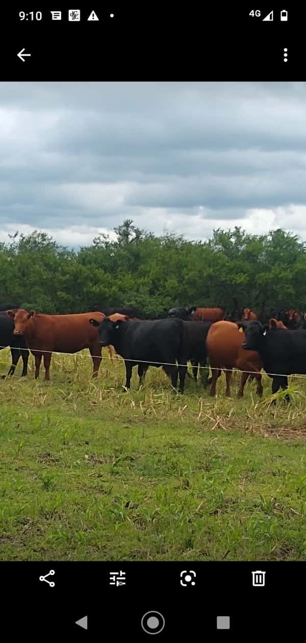 Lote 40 Vaquillonas C/ gtia de preñez en Perdices, Entre Ríos