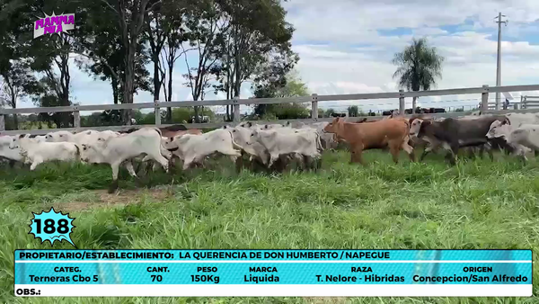 Lote LOTE 188