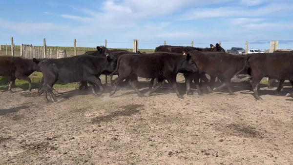 Lote 265 Vaquillonas más de 2 años en Costas de Ayala, Treinta y Tres