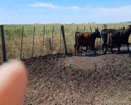 Lote 7 Vacas nuevas en Gral. Lamadrid, Buenos Aires