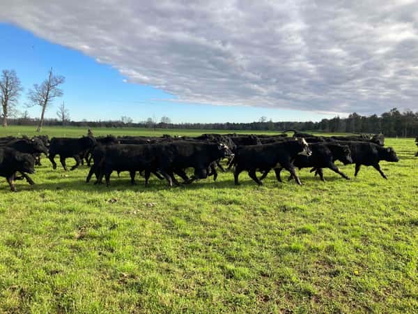 Lote 100 Ternero en Osorno, X Región Los Lagos