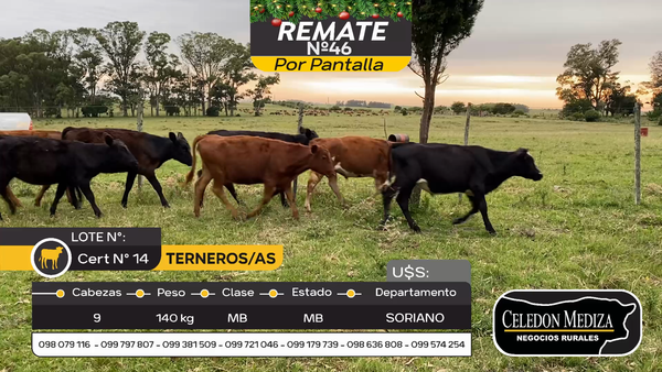 Lote 9 Terneros y Terneras en Otra Localidad, Soriano