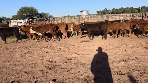 Lote 63 Terneras
