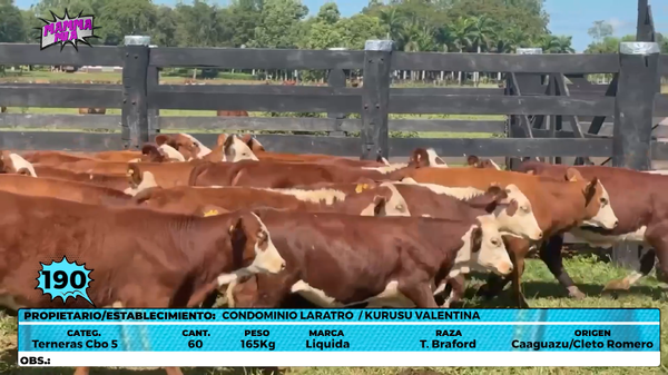Lote LOTE 190 - EN VIVO
