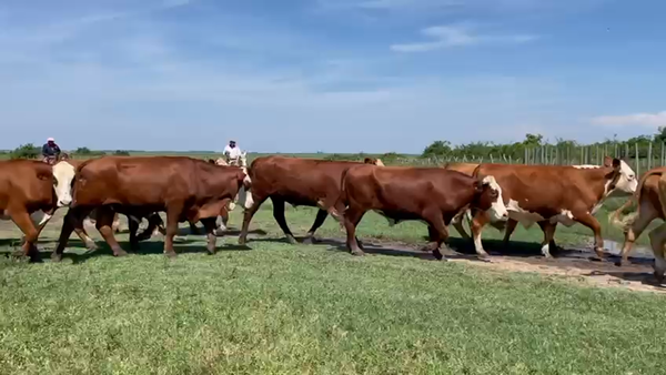 Lote 100 Novillos