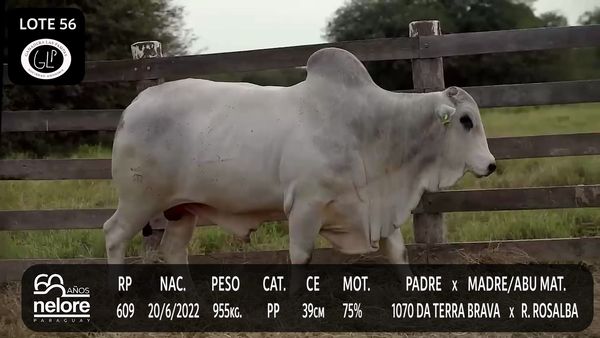 Lote LOTE 56