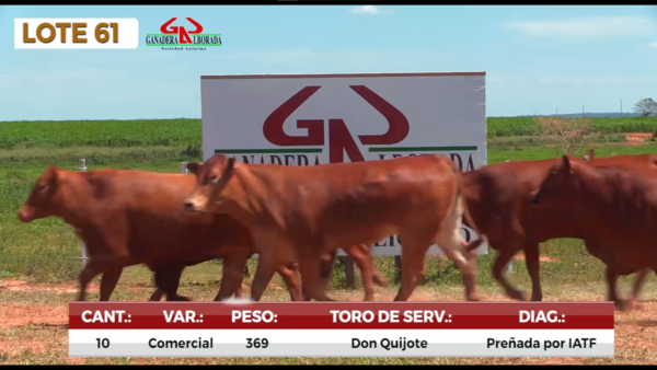 Lote LOTE 61