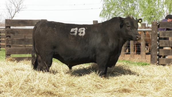 Lote TOROS ANGUS PURO CONTROLADO