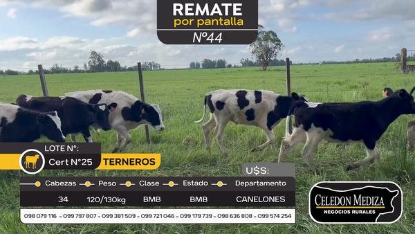 Lote 34 Terneros en Canelones