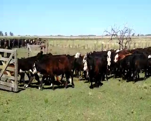 Lote 236 Vacas medio uso en Olavarría, Buenos Aires