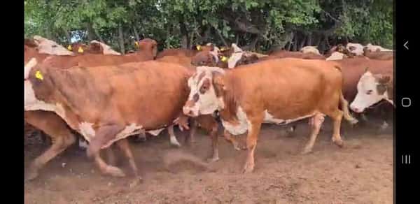 Lote 55 Vacas en Esquina, Corrientes
