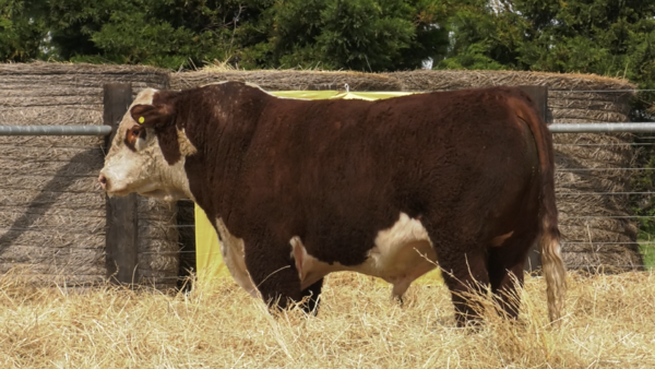 Lote TORO P. HEREFORD PP "Gaspar" y  "Batista"