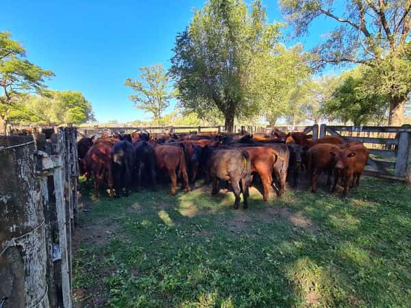 Lote 52 Novillitos en Gral. Lamadrid, Buenos Aires