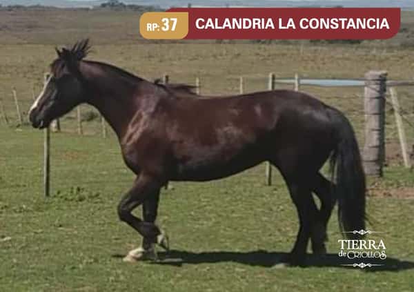 Lote RP. 37 - CALANDRIA LA CONSTANCIA - LA CONSTANCIA