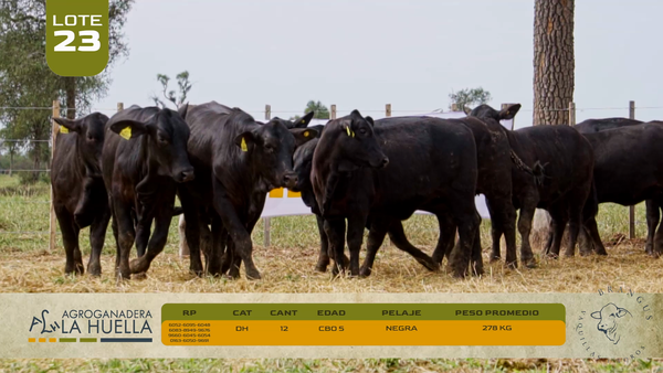Lote LOTE 23