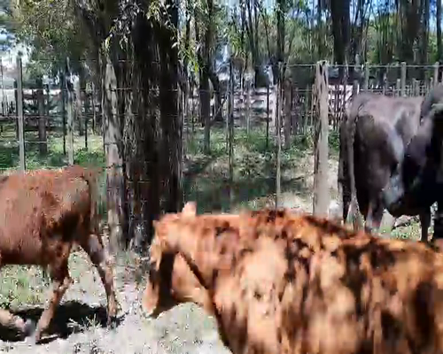 Lote 24 Vacas en Gral. Lamadrid, Buenos Aires
