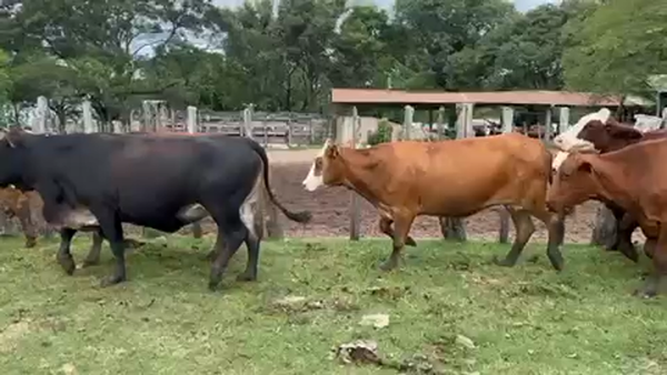 Lote 30 Vacas CUT preñadas en Ituzaingó, Corrientes