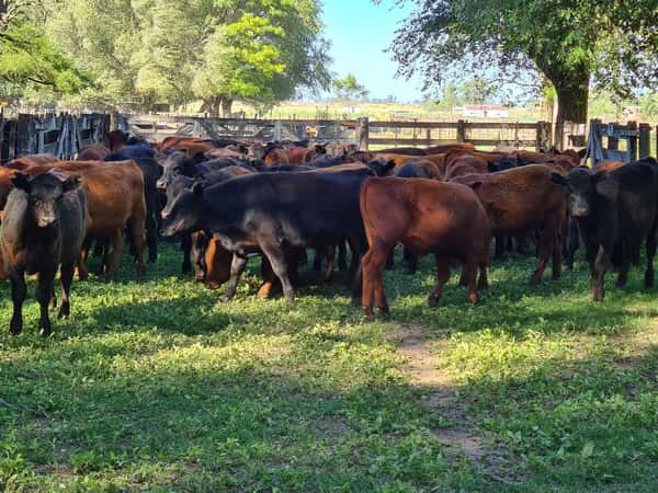 Lote 52 Novillitos en Gral. Lamadrid, Buenos Aires