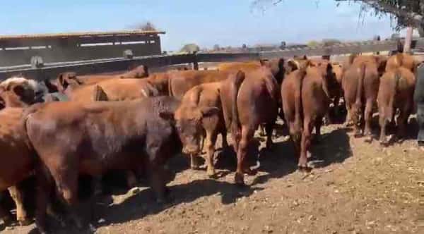 Lote 35 Ternero en San Antonio, V  Región Valparaíso