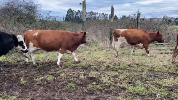 Lote 35 Vaca Gorda en Paillaco, XIV Región Los Ríos