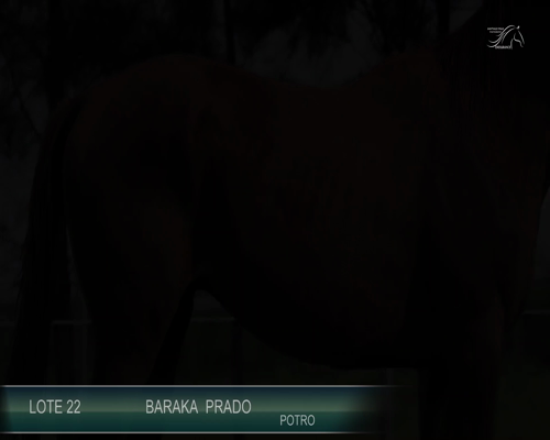 Lote BARAKA PRADO