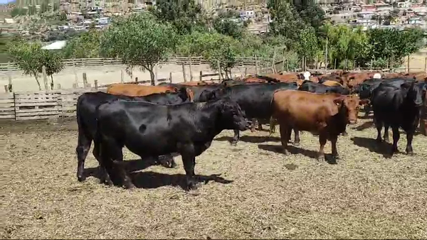 Lote 45 Novillo Engorda en Los Vilos, IV Región Coquimbo