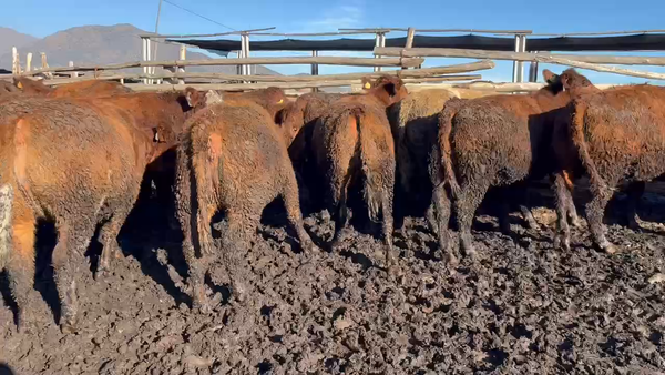 Lote 22 Vaquilla Gorda en Mostazal, VI Región O'Higgins