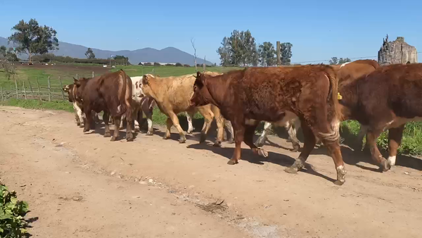 Lote 37 Novillo Engorda en Melipilla, Región Metropolitana