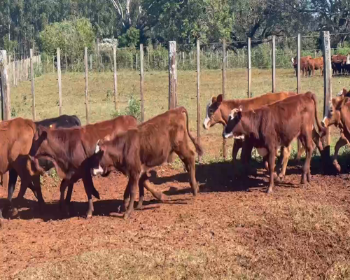 Lote 80 Terneras en Virasoro, Corrientes