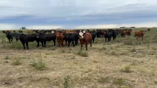 Lote 65 Novillitos