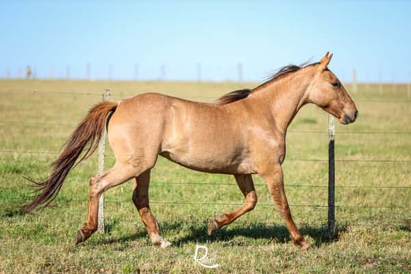 Lote Brigida Don Salvador