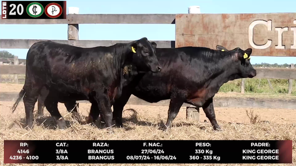 Lote LOTE 20