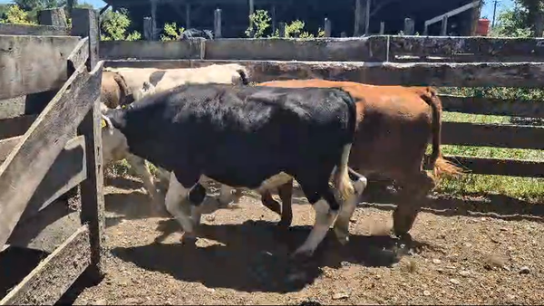 Lote 19 Novillo Engorda en Mariquina, XIV Región Los Ríos