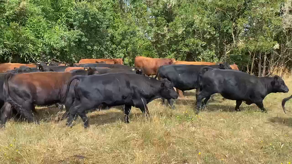 Lote 55 Novillo Engorda en Los Muermos, X Región Los Lagos