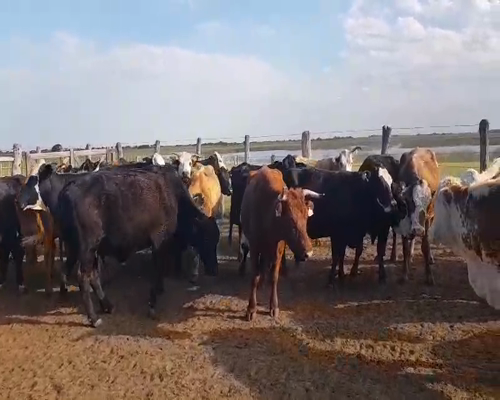Lote 34 Vacas medio uso C/ gtia de preñez en Esquina, Corrientes