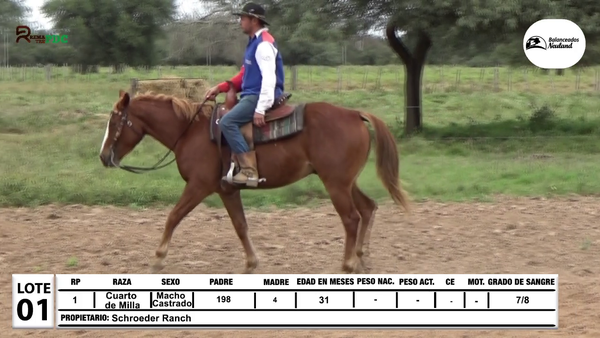 Lote Lote 1