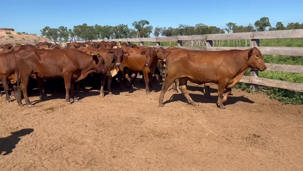 Lote 187 Novillitos en J.J. Castelli, Chaco